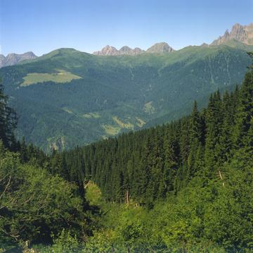 Nasce-in-Trentino-Mountfor-un-centro-di-studio-per-le-foreste-montane_large