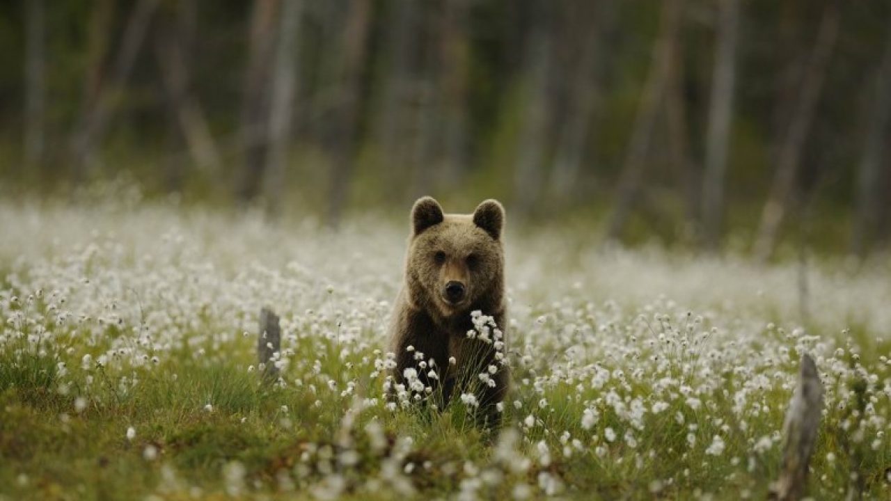 Spray anti-orso, in Trentino completato l'iter per l'adozione e l