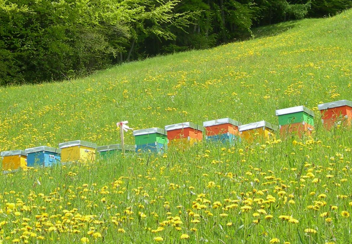 Apiario sperimentale in Val di Non Archivio Fem